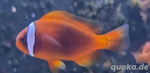 Clownfisch Paar Amphiprion Frenatus Weißbinden Glühkohlenanemonenfisch Meerwasser Salzwasser 