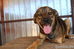 Nessie ca. 40 cm - ein Herz auf 3 Beinen