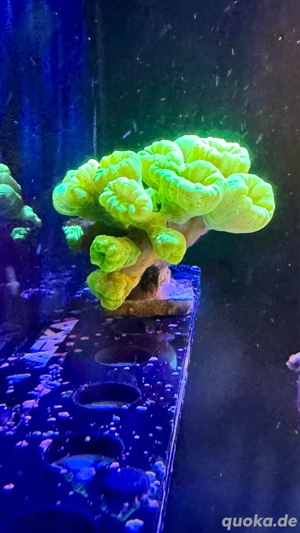 Caulastrea ultra green Koralle Meerwasser