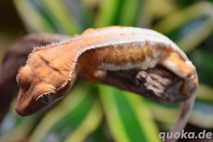 0.0.1 Kronengecko Lilly White poss. Tangerine 