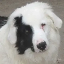 Oreo S im Wachstum - der Unverwechselbare