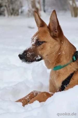 Jette W 50 cm -  die Abenteurerin [auf Pflegestelle in 39108 Magdeburg]