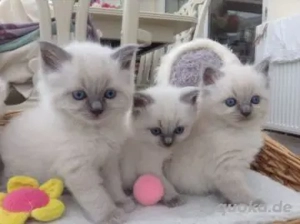 Zauberhafte Ragdoll-Kitten - liebevolle Aufzucht, bereit fürs Für-immer-Zuhause