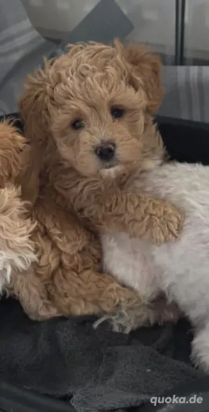 Maltipoo Rüde in Apricot