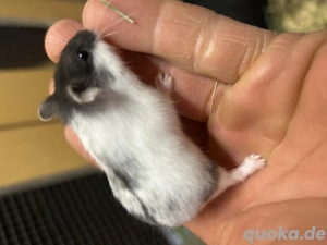 Zwerg -Hamster aus liebevoller Hobbyzucht 