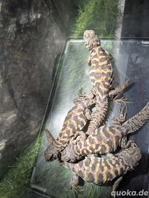 Uromastyx Ornata Babys, Bunte Dornschwanzgame, Dornschwanzgame