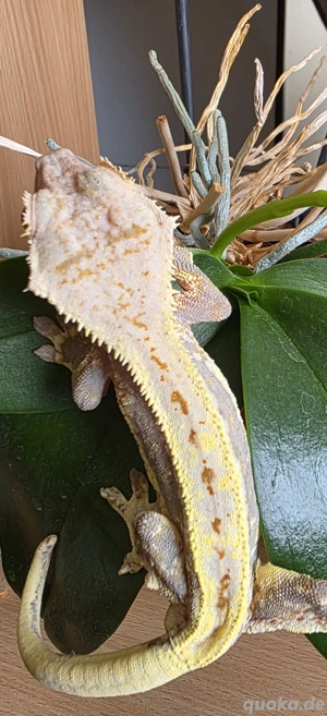 Kronengecko Lilly white 1.0 PET ONLY