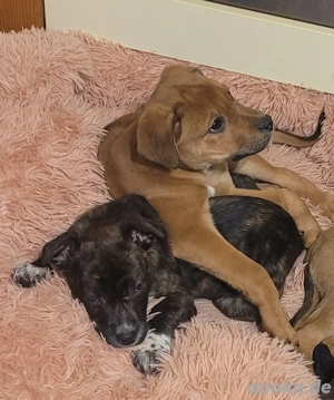 Zuckersüße Mischlingswelpen