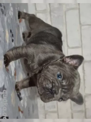 Französische Bulldogge Welpen abgabebereit