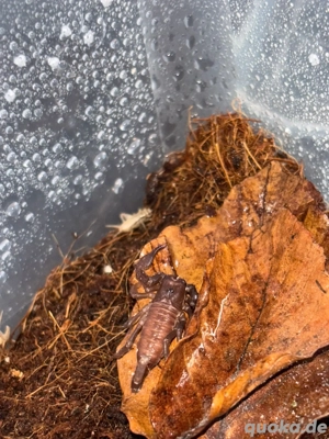 Heterometrus spinifer 0.0.16