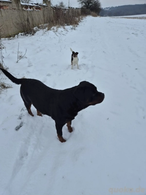 Rottweiler Rottweilerwelpen Wurfankündigung ARCD,e-V Bild 4