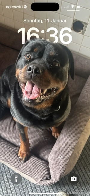 Rottweiler Rottweilerwelpen Wurfankündigung ARCD,e-V Bild 2