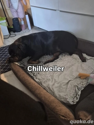 Rottweiler Rottweilerwelpen Wurfankündigung ARCD,e-V Bild 5