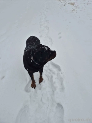 Rottweiler Rottweilerwelpen Wurfankündigung ARCD,e-V Bild 3