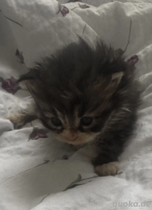 Kätzchen Perser- und Maine-Coon-Mix
