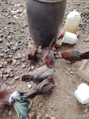 verkaufe dunkelbraune Hühner