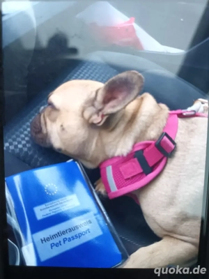 Französische Bulldogge, 2 Jahre, geimpft, gechipt