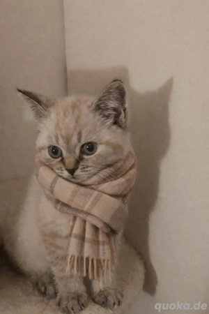 Reinrassige BKH Kitten 