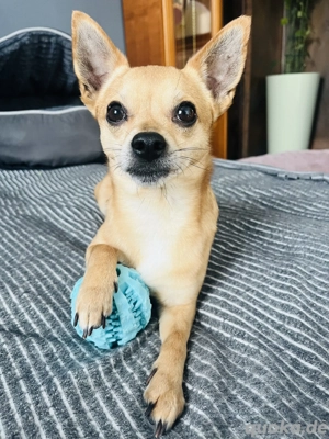 Treuer Chihuahua sucht Ruhepol 
