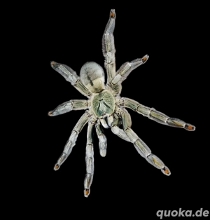 Vogelspinne, Baumbewohner mit Terrarium 