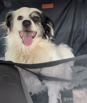 Hanyo, geb. ca. 12 2023, lebt auf einer Pflegestelle in 67269 Grünstadt