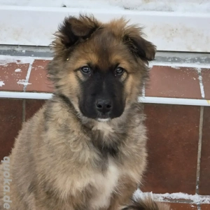Australian shepherd und Malinois mix Rüde