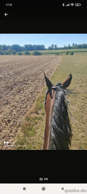 Hübsche Vollblutstute 