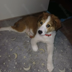 Border Collie   Golden Retriever Mix Welpe Rüde