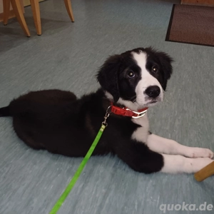 Border Collie   Golden Retriever Mix Welpen Rüden