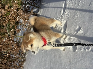 Akita Inu Welpe zu verkaufen. 