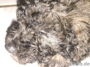 Goldendoodle Multigeneration 