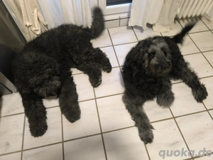 Goldendoodle Multigeneration 