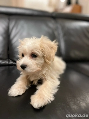 Tolle Maltipoo abzugeben