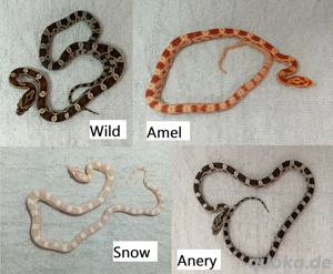 DRINGEND Kornnatter Babys Schlüpflinge ab Juli 2025 Teil 1