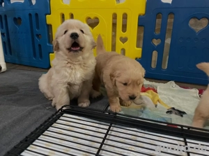 Bezaubernde Golden-Retriever-Welpen suchen ein liebevolles Zuhause!