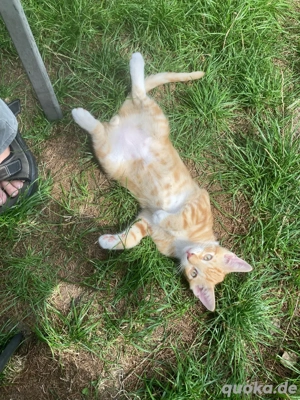 Der einmalige Ruben sucht Gartenfreunde! Bild 4