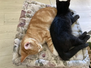 Der einmalige Ruben sucht Gartenfreunde! Bild 2