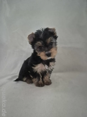 yorkshire terrier Welpen zum verkauf