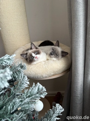 2 Katzen suchen ein zu hause !