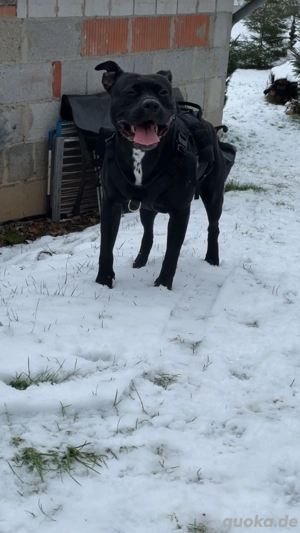 Aktive & verschmuste Hündin Bella - 3 J. sucht Zuhause Bild 6
