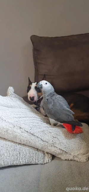 Graupapagei männlich von 12 24