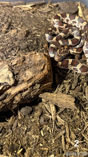 Pantherophis guttatus 0.0.2
