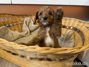 Zuckersüße Cavapoo pudel Welpen