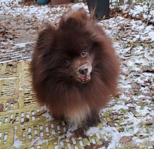 Suche ein neues Zuhause 