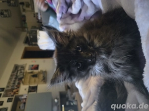 2 Zuckersüsse Maine Coon Kitten 