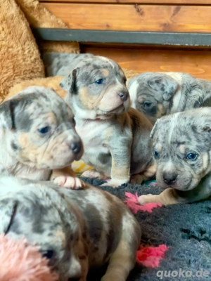 American Bully Tricolor XL