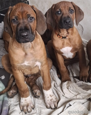 Reinrassige Rhodesian Ridgeback Welpen suchen ein liebevolles Zuhause 
