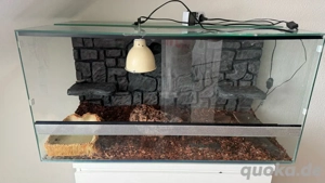 Glasterrarium zu verkaufen