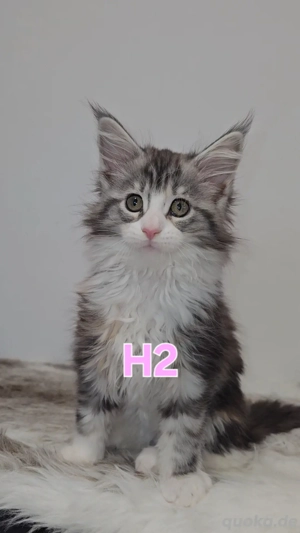 XXL Maine-Coon Katze Mädchen aus seriöser Vereinszucht