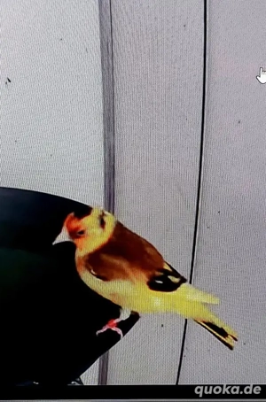 Ich suche stieglitz Gelb 2025